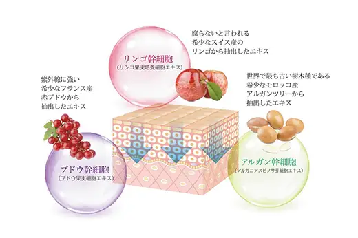 リンゴ幹細胞、ブドウ幹細胞、アルガン幹細胞